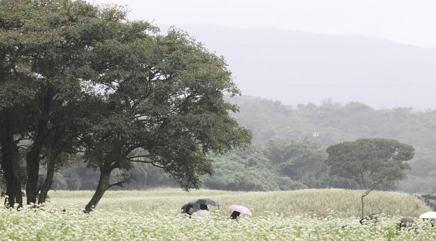 제주, 메밀꽃에 가득