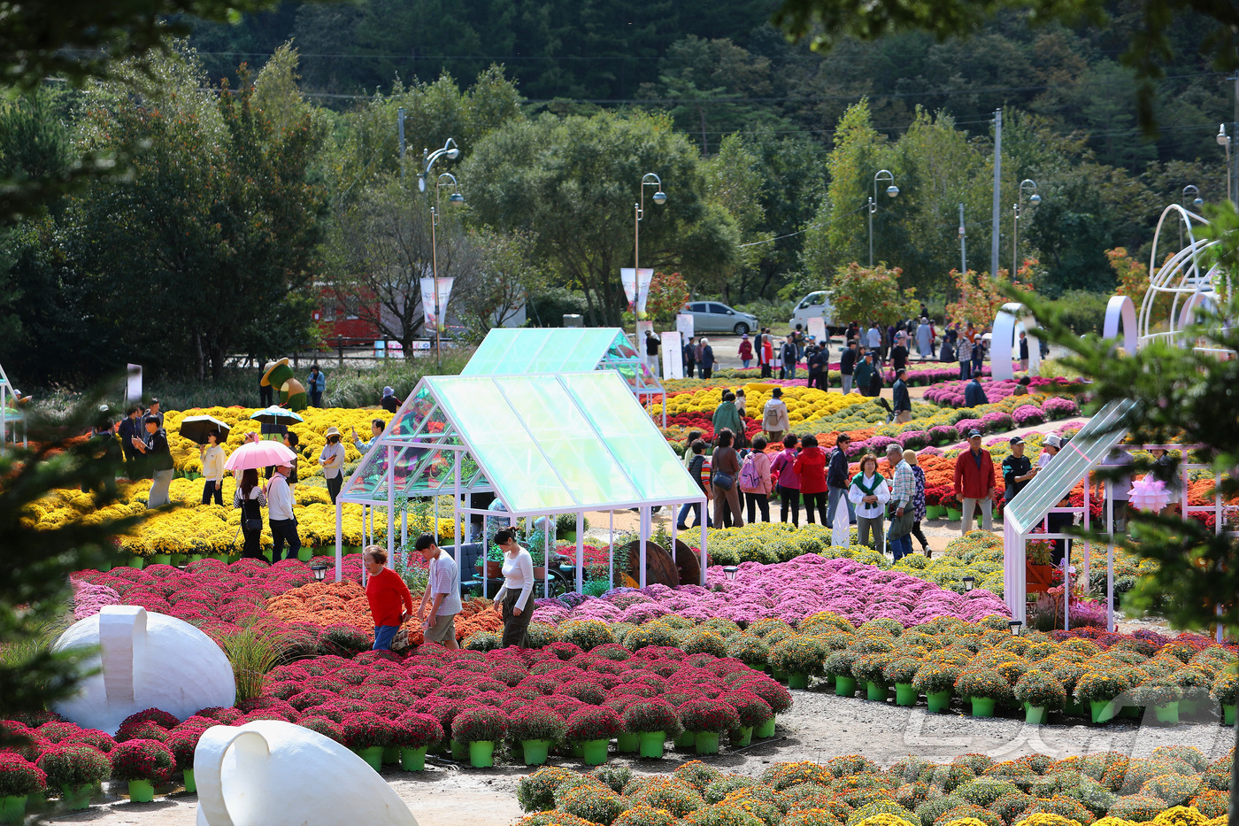 (인제=뉴스1) 이종재 기자 = 9일 강원 인제 북면 용대리에서 열린 제6회 인제 가을꽃축제장을 찾은 관람객들이 가을꽃 구경을 하며 즐거운 시간을 보내고 있다. '인제에서 꽃길만 …