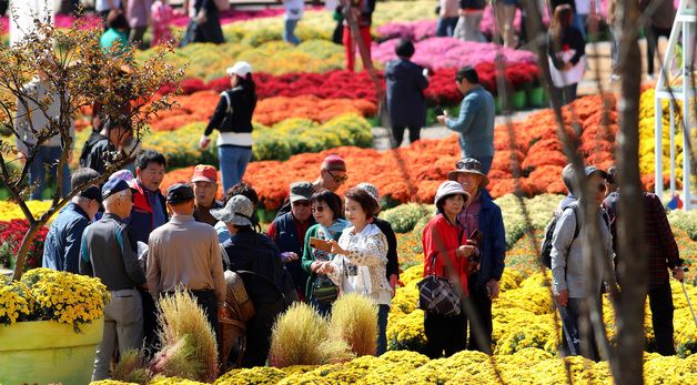 인제 가을꽃축제장엔 '꽃 반, 사람 반'