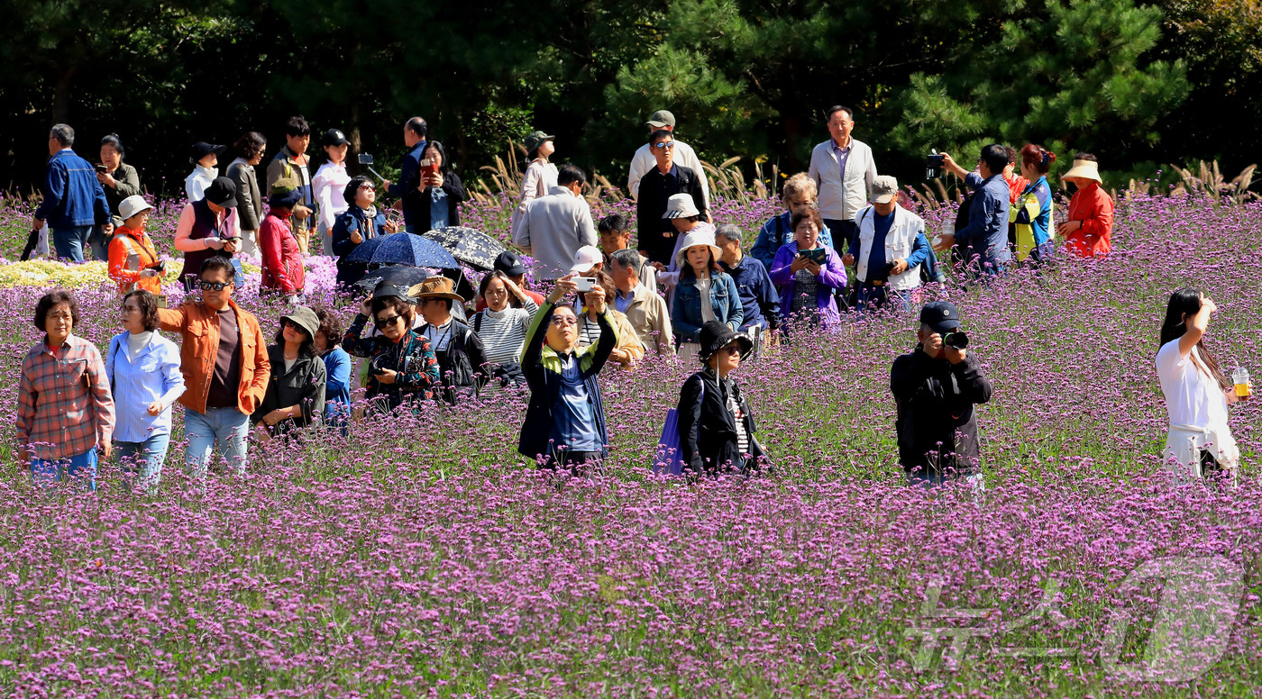 (인제=뉴스1) 이종재 기자 = 9일 강원 인제 북면 용대리에서 열린 제6회 인제 가을꽃축제장을 찾은 관람객들이 가을꽃 구경을 하며 즐거운 시간을 보내고 있다. '인제에서 꽃길만 …