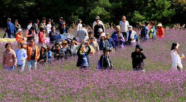 인제 가을꽃축제장엔 '꽃 반, 사람 반'