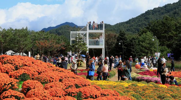 인제 가을꽃축제장엔 '꽃 반, 사람 반'