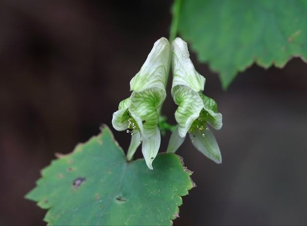 남해 호구산서 멸종위기 세뿔투구꽃·팔색조 확인