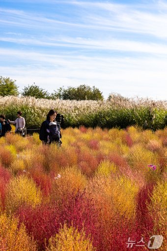 본문 이미지 - 하늘공원 댑싸리밭(서울관광재단 제공)