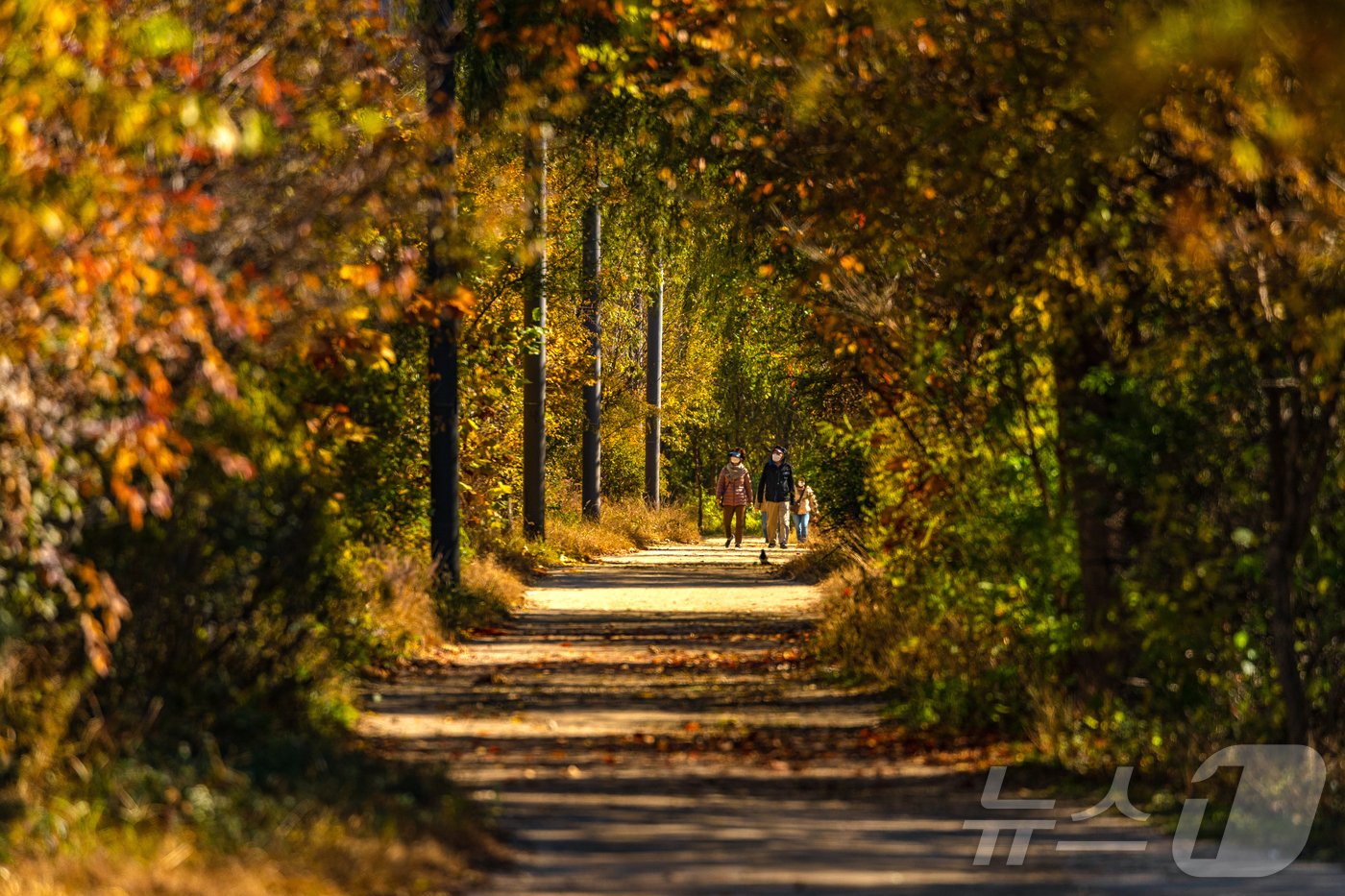본문 이미지 - 여의도공원 단풍(서울관광재단 제공)