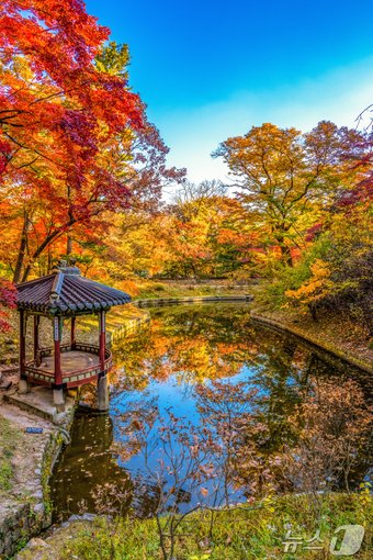 창경궁 단풍&#40;서울관광재단 제공&#41;