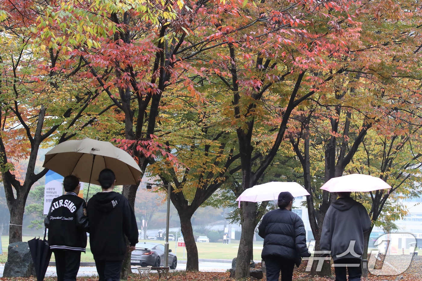 (경산=뉴스1) 공정식 기자 = 1일 가을비가 내리는 대구대학교 경산캠퍼스에서 우산을 쓴 학생들이 단풍이 곱게 물든 가로수 아래를 지나고 있다. 2024.11.1/뉴스1