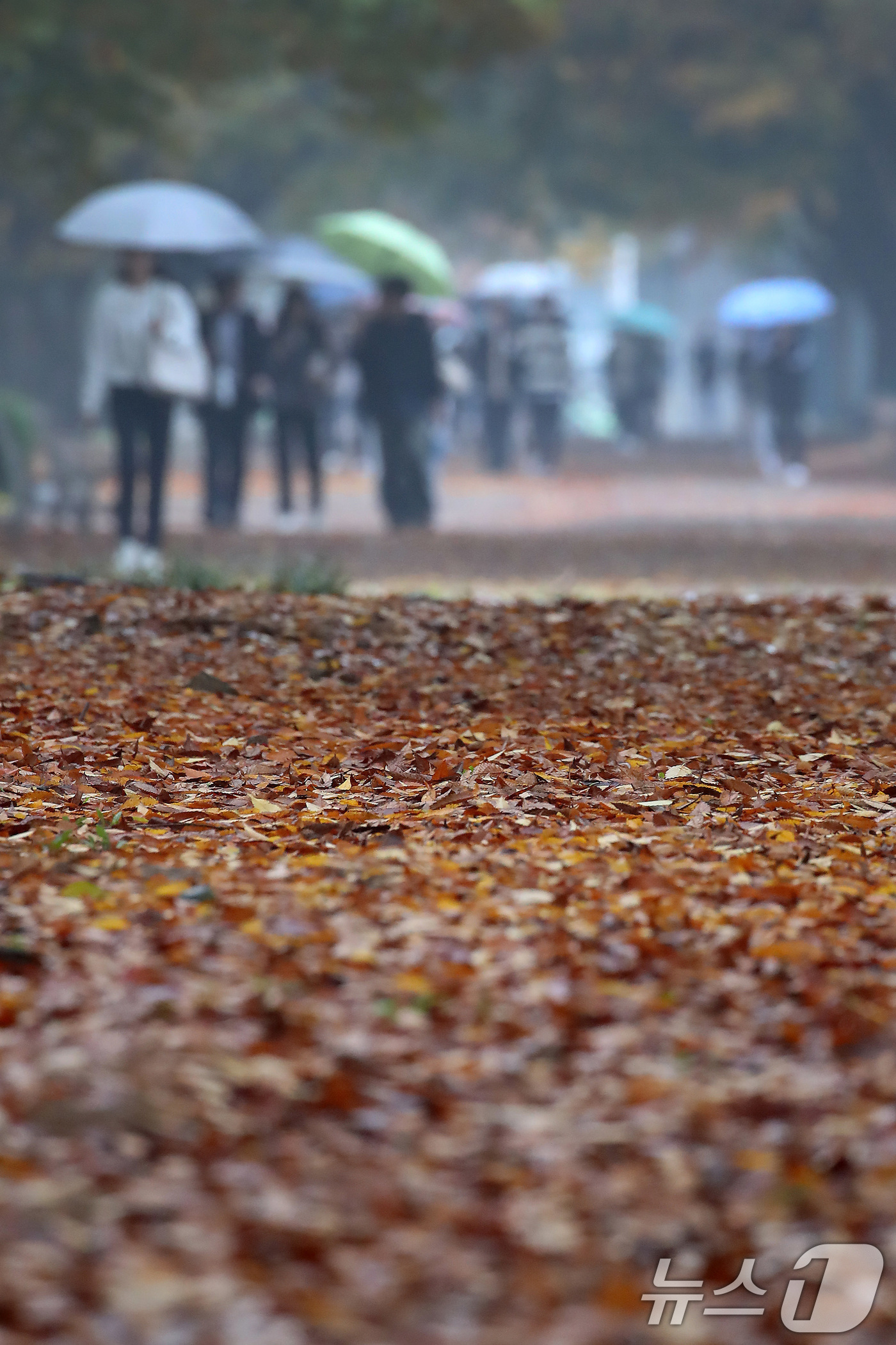 (경산=뉴스1) 공정식 기자 = 가을비가 내린 1일 대구대학교 경산캠퍼스에 낙엽이 쌓이고 있다. 2024.11.1/뉴스1