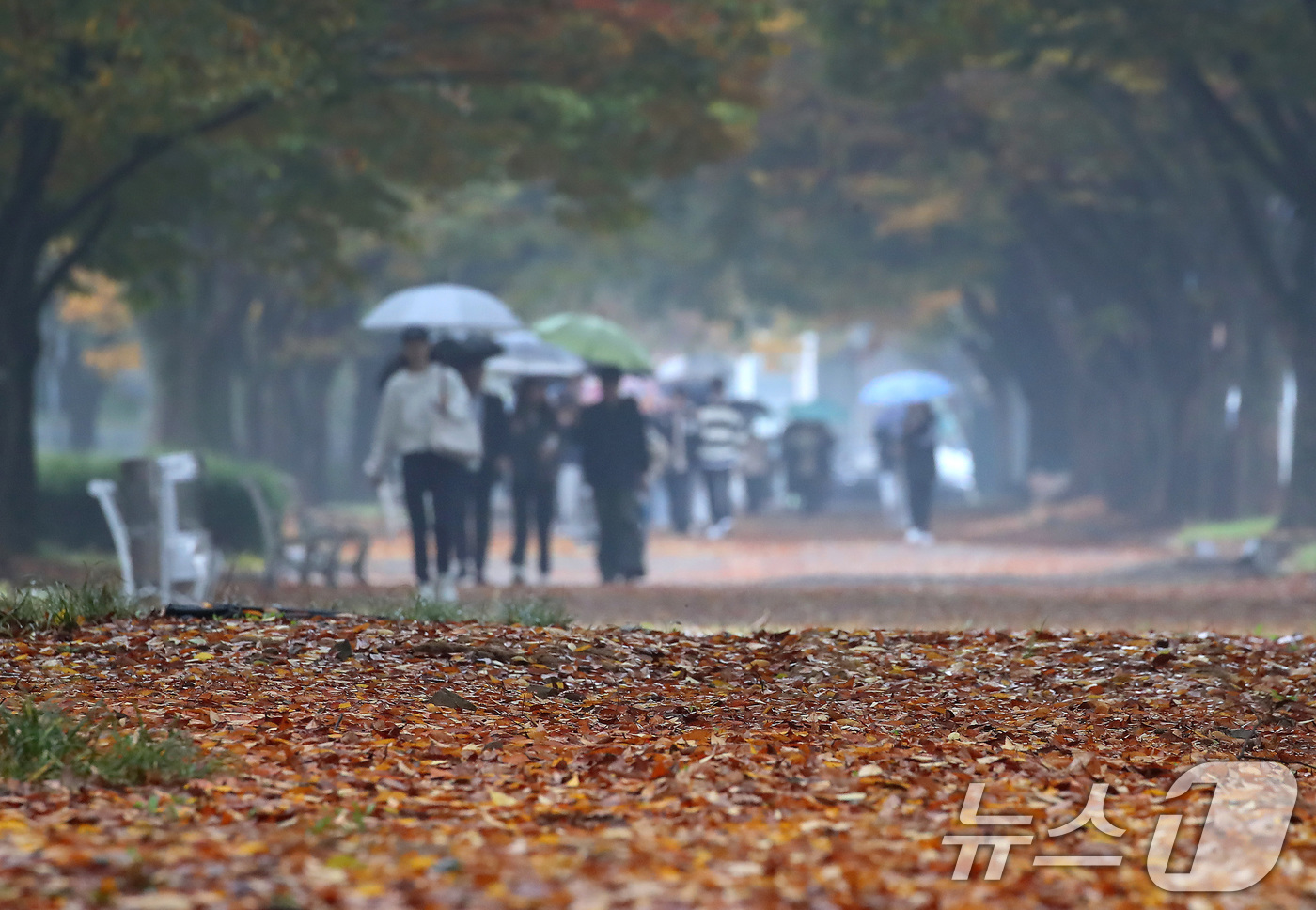 (경산=뉴스1) 공정식 기자 = 가을비가 내린 1일 대구대학교 경산캠퍼스에 낙엽이 쌓이고 있다. 2024.11.1/뉴스1