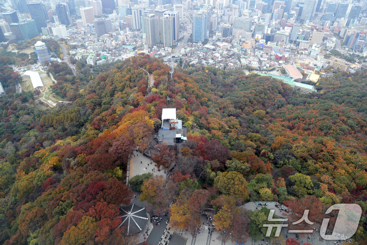 (서울=뉴스1) 이승배 기자 = 1일 오후 서울 중구 남산의 나무들에 단풍이 물들어 있다. 2024.11.1/뉴스1