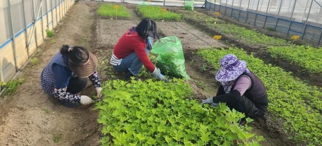 한약재 사용 '참당귀' 이젠 '쌈 채소'로…일본 당귀잎 대체