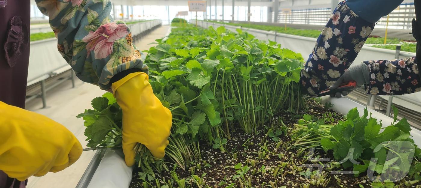본문 이미지 - '배지경' 재배 방식으로 참당귀 잎을 재배하는 강원 지역 한 농가.(강원도농업기술원 제공) 2024.11.10/뉴스1