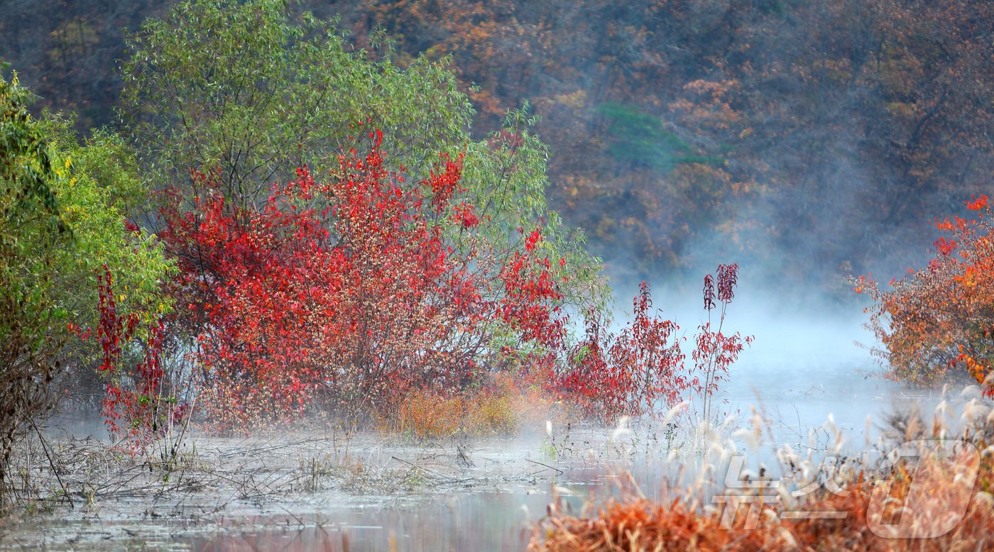 본문 이미지 - 10일 오전 강원 인제군 소양호가 급격히 떨어진 기온의 영향으로 피어오른 물안개가 오색 단풍과 어우러지며 장관을 연출하고 있다.(인제군 제공) 2024.11.10/뉴스1 