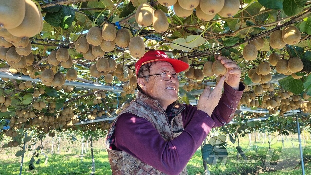 본문 이미지 - 최북단 강원 고성서 키위 농가를 운영하는 홍연수씨.(강원 고성군 제공) 2024.10.28/뉴스1