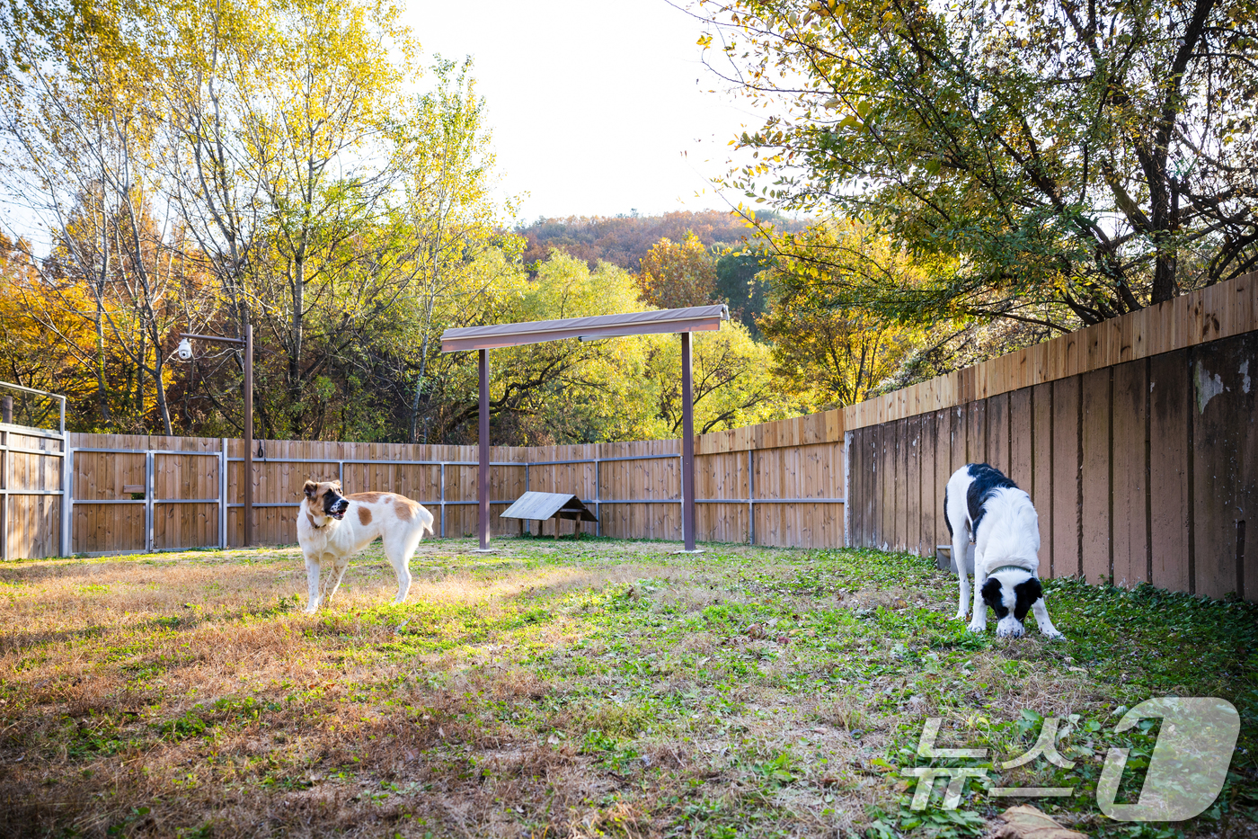 (서울=뉴스1) 송원영 기자 = 대통령실이 11일 윤석열 대통령 부부가 중앙아시아 순방에서 선물로 받은 투르크메니스탄 국견 알라바이 두 마리 ‘해피’와 ‘조이’가 이날 새로운 거처 …
