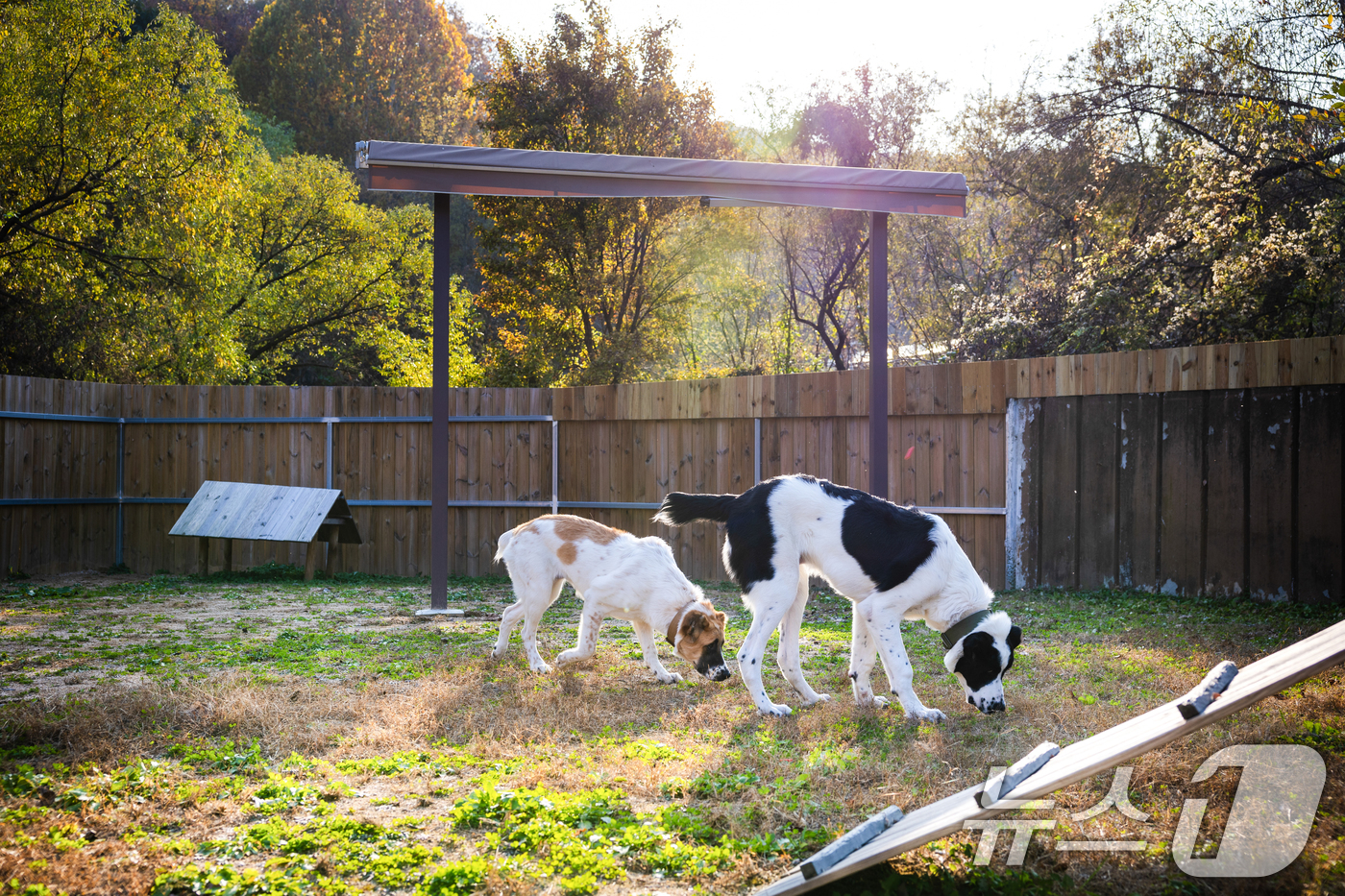 (서울=뉴스1) 송원영 기자 = 대통령실이 11일 윤석열 대통령 부부가 중앙아시아 순방에서 선물로 받은 투르크메니스탄 국견 알라바이 두 마리 ‘해피’와 ‘조이’가 이날 새로운 거처 …