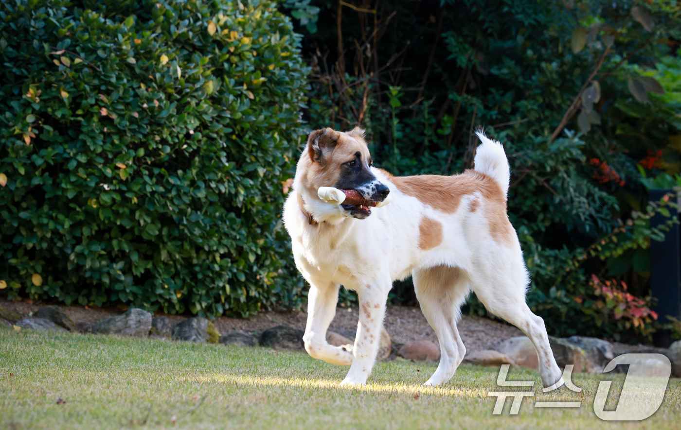 (서울=뉴스1) 송원영 기자 = 대통령실이 11일 윤석열 대통령 부부가 중앙아시아 순방에서 선물로 받은 투르크메니스탄 국견 알라바이 두 마리 ‘해피’와 ‘조이’가 이날 새로운 거처 …
