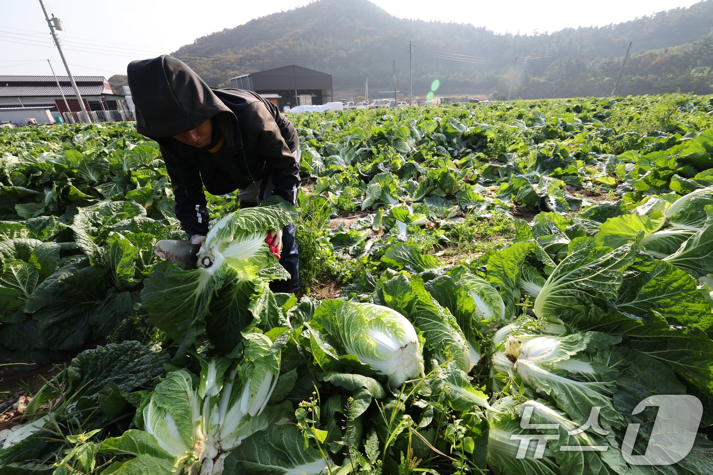 12일 전남 해남군 북평면 앞 배추밭에서 농민들이 외국인 노동자들과 함께 배추 수확을 하고 있다.  2024.11.12/뉴스1 ⓒ News1 김태성 기자