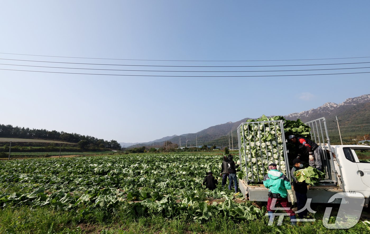 본문 이미지 - 12일 전남 해남군 북평면 앞 배추밭에서 농민들이 배추 수확을 하고 있다. 전국 최대 주산지 해남의 배추는 황토땅에서 해풍을 맞고 자라 영양이 풍부하다. 2024.11.12/뉴스1 ⓒ News1 김태성 기자