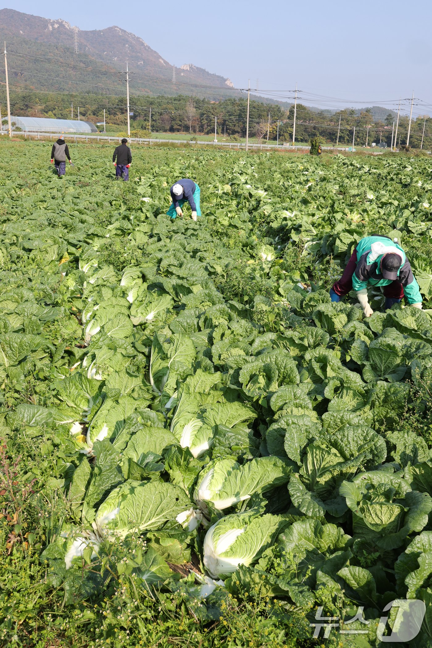 본문 이미지 - 12일 전남 해남군 북평면 앞 배추밭에서 농민들이 외국인 노동자들과 함께 배추 수확을 하고 있다. 2024.11.12/뉴스1 ⓒ News1 김태성 기자