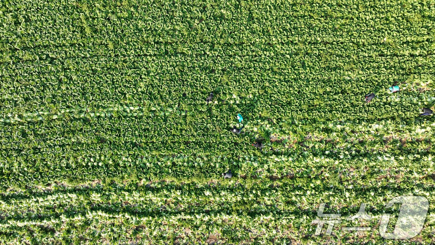본문 이미지 - 12일 전남 해남군 북평면 앞 배추밭에서 농민들이 배추 수확을 하고 있는 장면이 마치 초록색의 카페트를 연상한다. 2024.11.12/뉴스1 ⓒ News1 김태성 기자