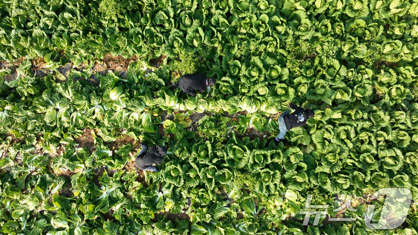 본문 이미지 - 12일 전남 해남군 북평면 앞 배추밭에서 농민들이 배추 수확을 하고 있다. 전국 최대 주산지 해남의 배추는 황토땅에서 해풍을 맞고 자라 영양이 풍부하다. 2024.11.12/뉴스1 ⓒ News1 김태성 기자