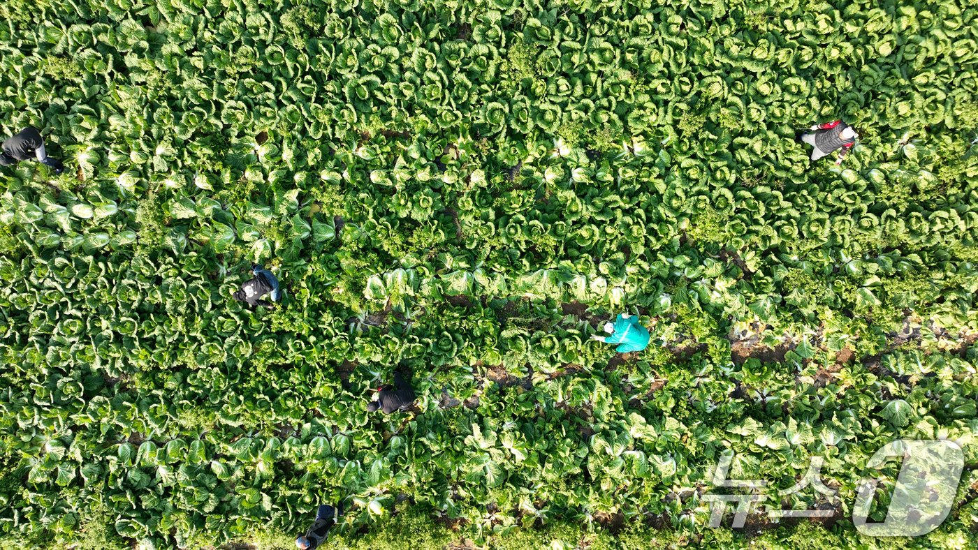 본문 이미지 - 12일 전남 해남군 북평면 앞 배추밭에서 농민들이 배추 수확을 하고 있다. 황토땅에서 해풍을 맞고 자라 영양이 풍부한 해남 배추는 본격 수확철을 맞고 있다. 2024.11.12/뉴스1 ⓒ News1 김태성 기자