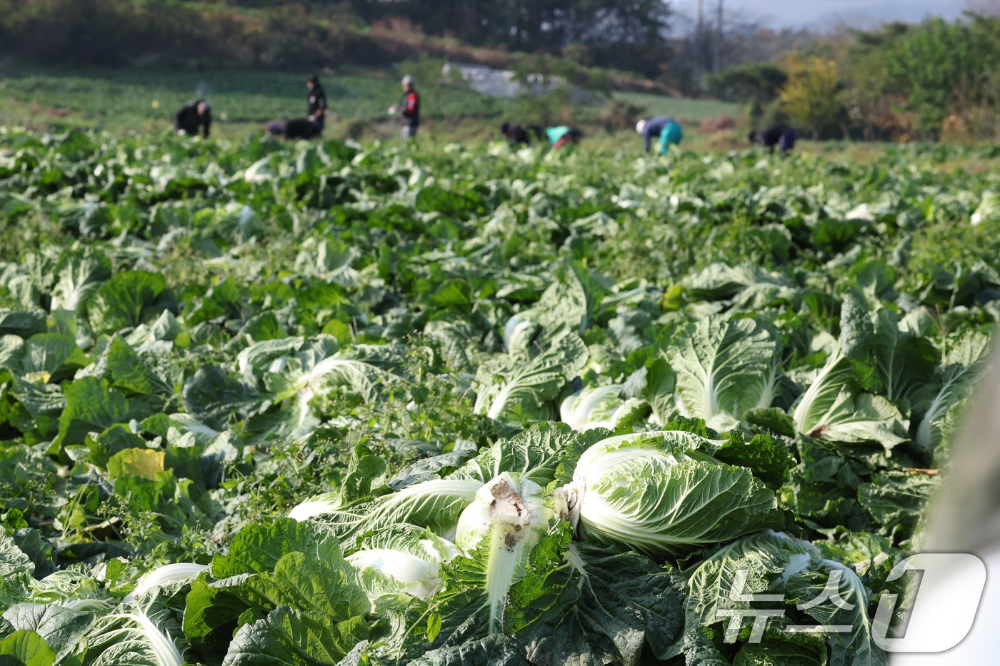 본문 이미지 - 12일 전남 해남군 북평면 앞 배추밭에서 농민들이 배추 수확을 하고 있다. 전국 최대 주산지 해남의 배추는 황토땅에서 해풍을 맞고 자라 영양이 풍부하다. 2024.11.12/뉴스1 ⓒ News1 김태성 기자