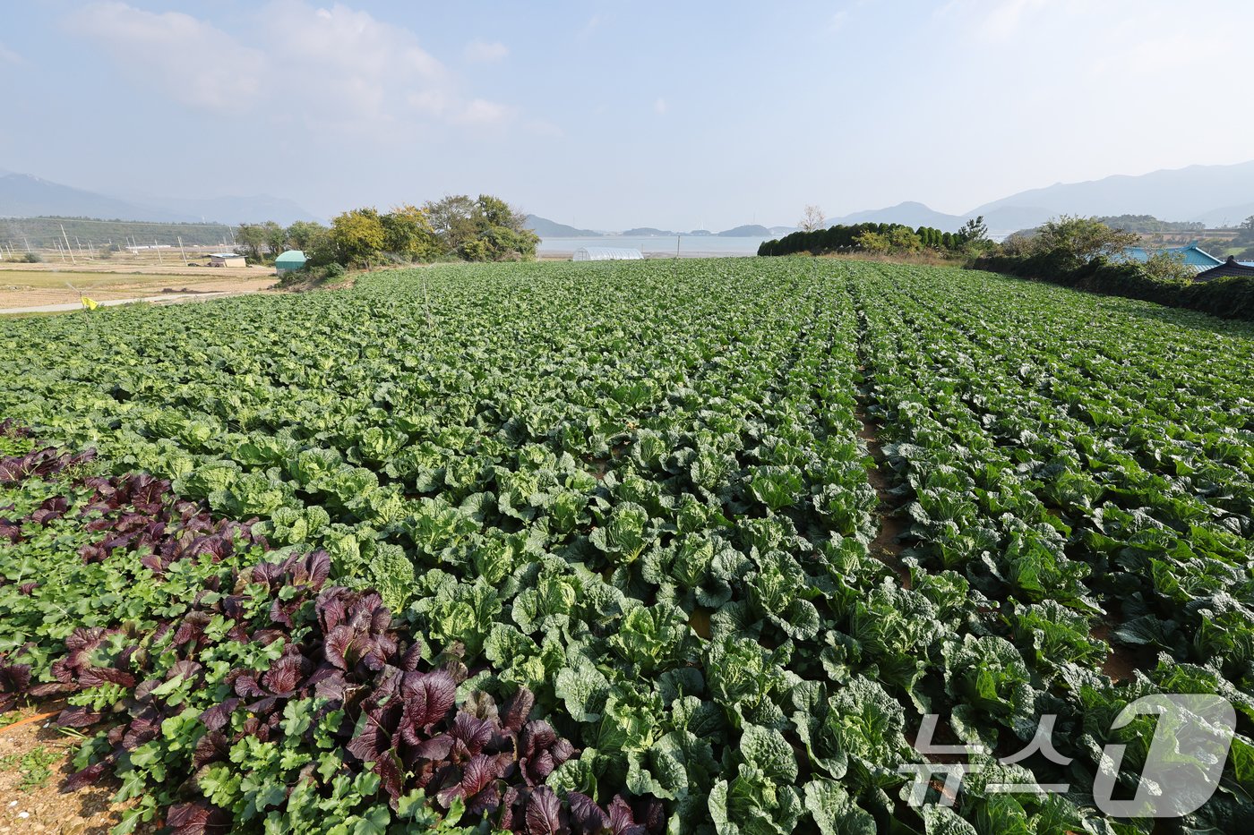 12일 전남 해남군 북평면 앞 배추밭에서 농민들이 배추 수확을 하고 있다. 전국 최대 주산지 해남의 배추는 황토땅에서 해풍을 맞고 자라 영양이 풍부하다. 2024.11.12/뉴스1 ⓒ News1 김태성 기자