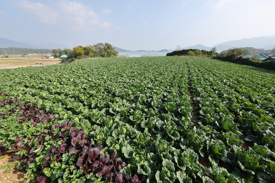 전남광주특별시 '가을배추 농작물보험료' 최대 90% 지원