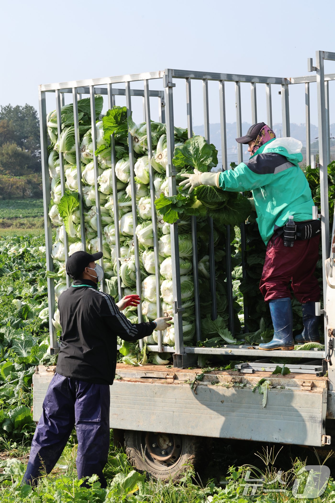 본문 이미지 - 12일 전남 해남군 북평면 앞 배추밭에서 농민들이 배추를 트럭에 싣고 있다. 2024.11.12/뉴스1 ⓒ News1 김태성 기자