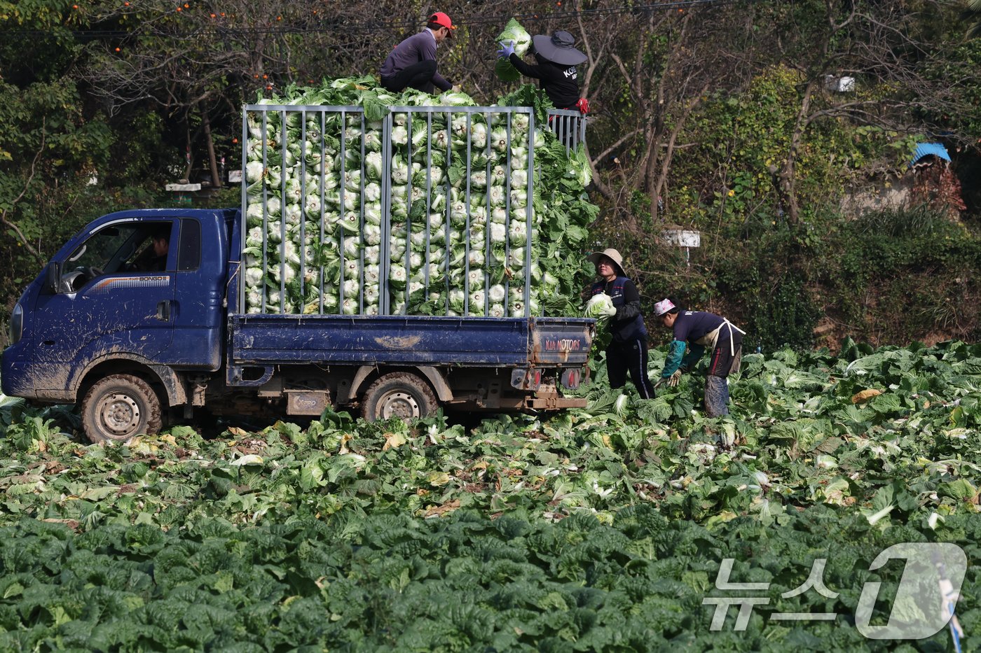 본문 이미지 - 12일 전남 해남군 북평면 앞 배추밭에서 농민들이 배추 수확해 트럭 가득 싣고 있다. 이날 배추는 절임배추 공장으로 향한다. 2024.11.12/뉴스1 ⓒ News1 김태성 기자
