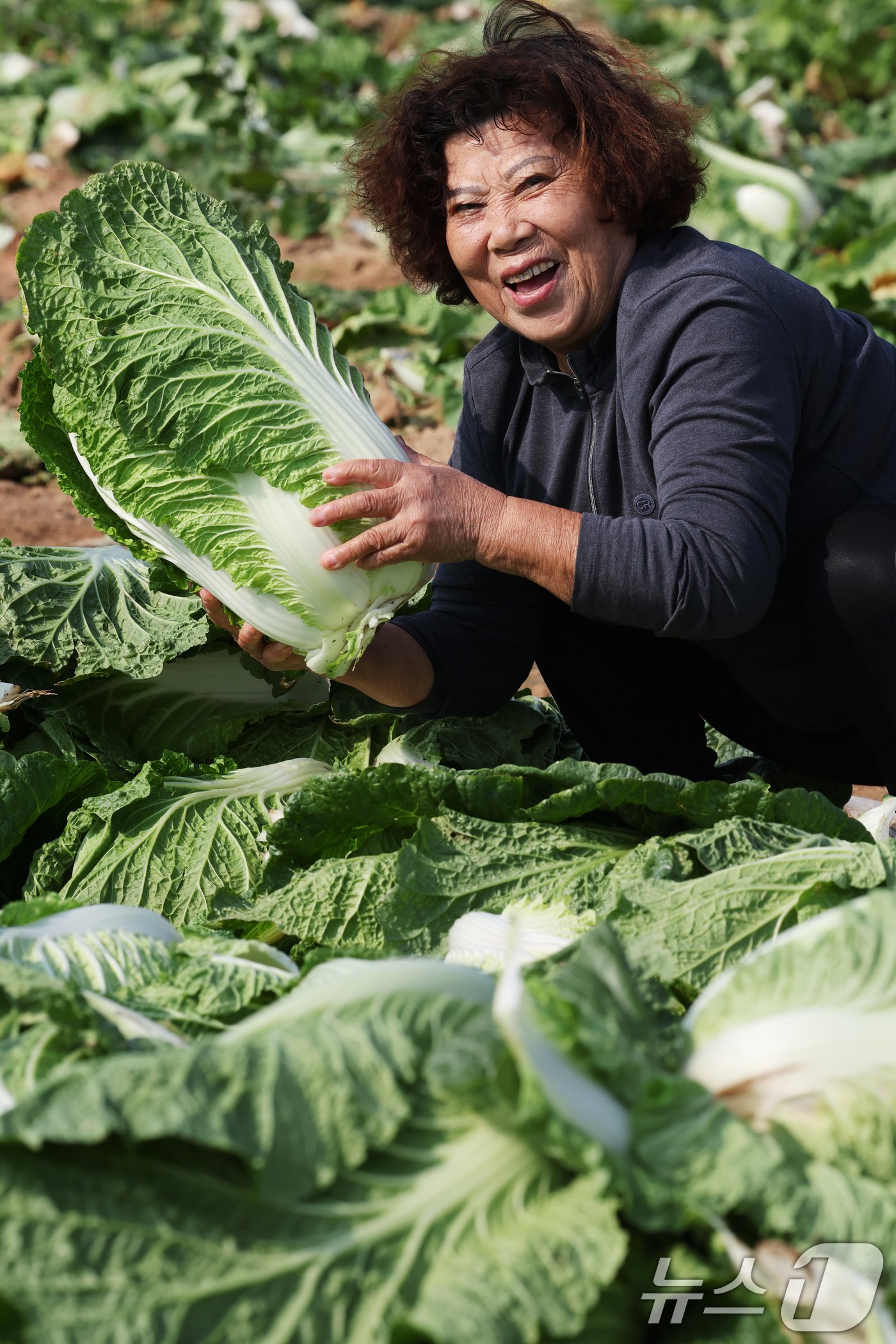 본문 이미지 - 12일 전남 해남군 북평면 앞 배추밭에서 한 농민이 튼실하게 자란 배추 한포기를 들고 환하게 웃고 있다. 전국 최대 주산지 해남의 배추는 황토땅에서 해풍을 맞고 자라 영양이 풍부하다. 2024.11.12/뉴스1 ⓒ News1 김태성 기자