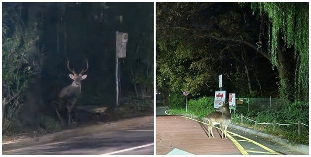 광교·의왕 이어 군산서도 "거대 사슴!" 잇단 출몰…주민들 불안