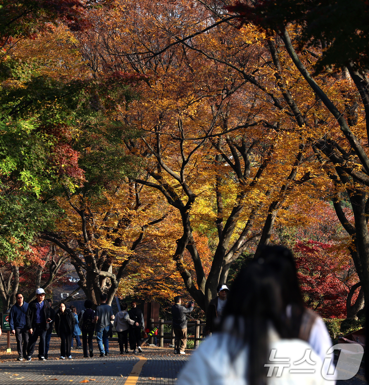 (서울=뉴스1) 구윤성 기자 = 12일 오후 서울 남산을 찾은 시민과 관광객들이 단풍나들이를 즐기고 있다. 2024.11.12/뉴스1