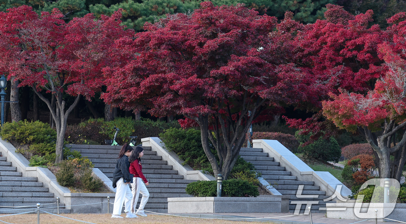 (서울=뉴스1) 김성진 기자 = 온화한 날씨를 보인 12일 서울 성북구 고려대학교에서 학생들이 발걸음을 옮기고 있다. 2024.11.12/뉴스1