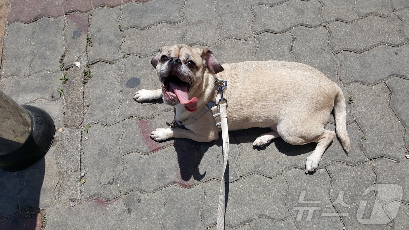 본문 이미지 - 이미정 씨가 동물병원에서 데려와 키운 강아지 (한국장기조직기증원 제공) 2024.11.13/뉴스1 ⓒ News1