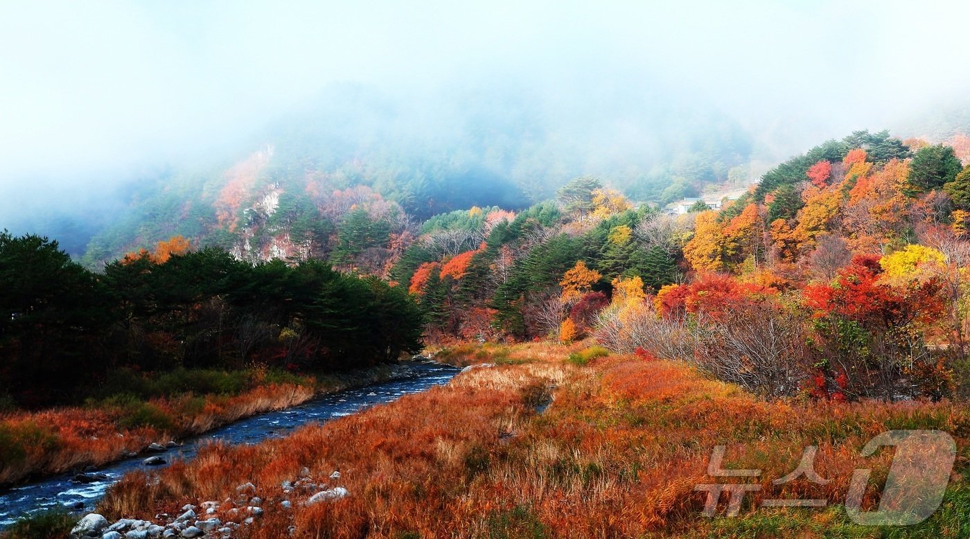 본문 이미지 - 강원 인제군 기린면 진동리의 한 마을 단풍이 한 폭의 그림처럼 아름다움을 자아내고 있다. (인제군 제공) 2024.11.14/뉴스1