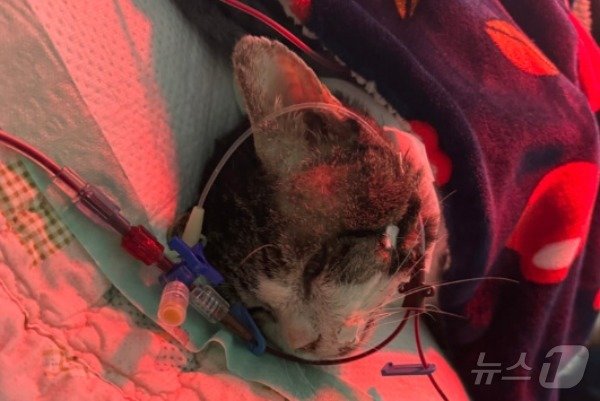 본문 이미지 - 혈액 투석을 받고 있는 고양이(고려동물메디컬센터 제공) ⓒ 뉴스1