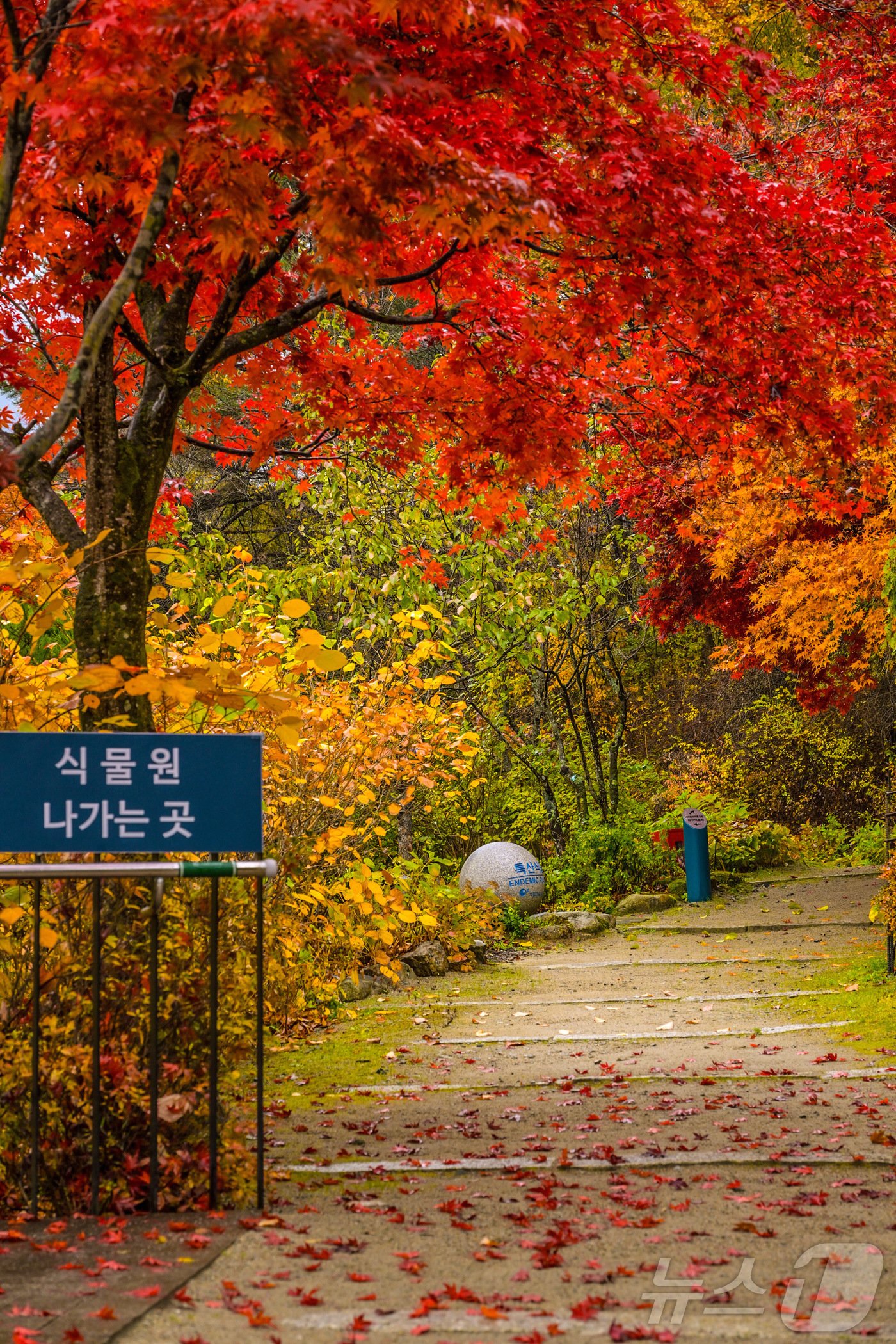 국립한국자생식물원&#40;한국수목원정원관리원 제공&#41; /뉴스1 