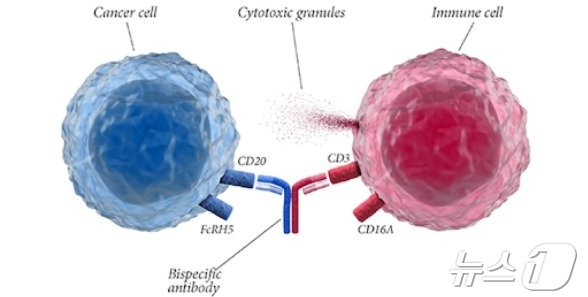 CD20XCD3 이중특이항체 컬럼비의 기전.&#40;한국로슈 제공.&#41;