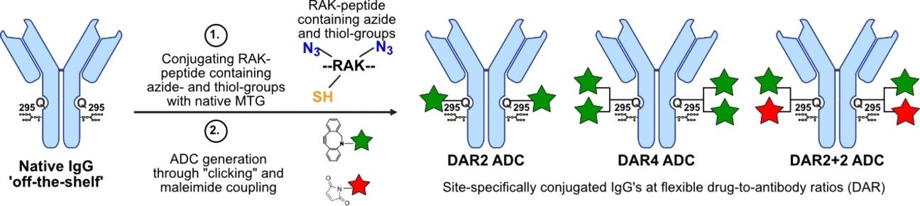 본문 이미지 - 아라리스 바이오텍이 '켐바이오켐'에 소개한 연구 내용.(켐바이오켐 제공)/뉴스1 ⓒ News1