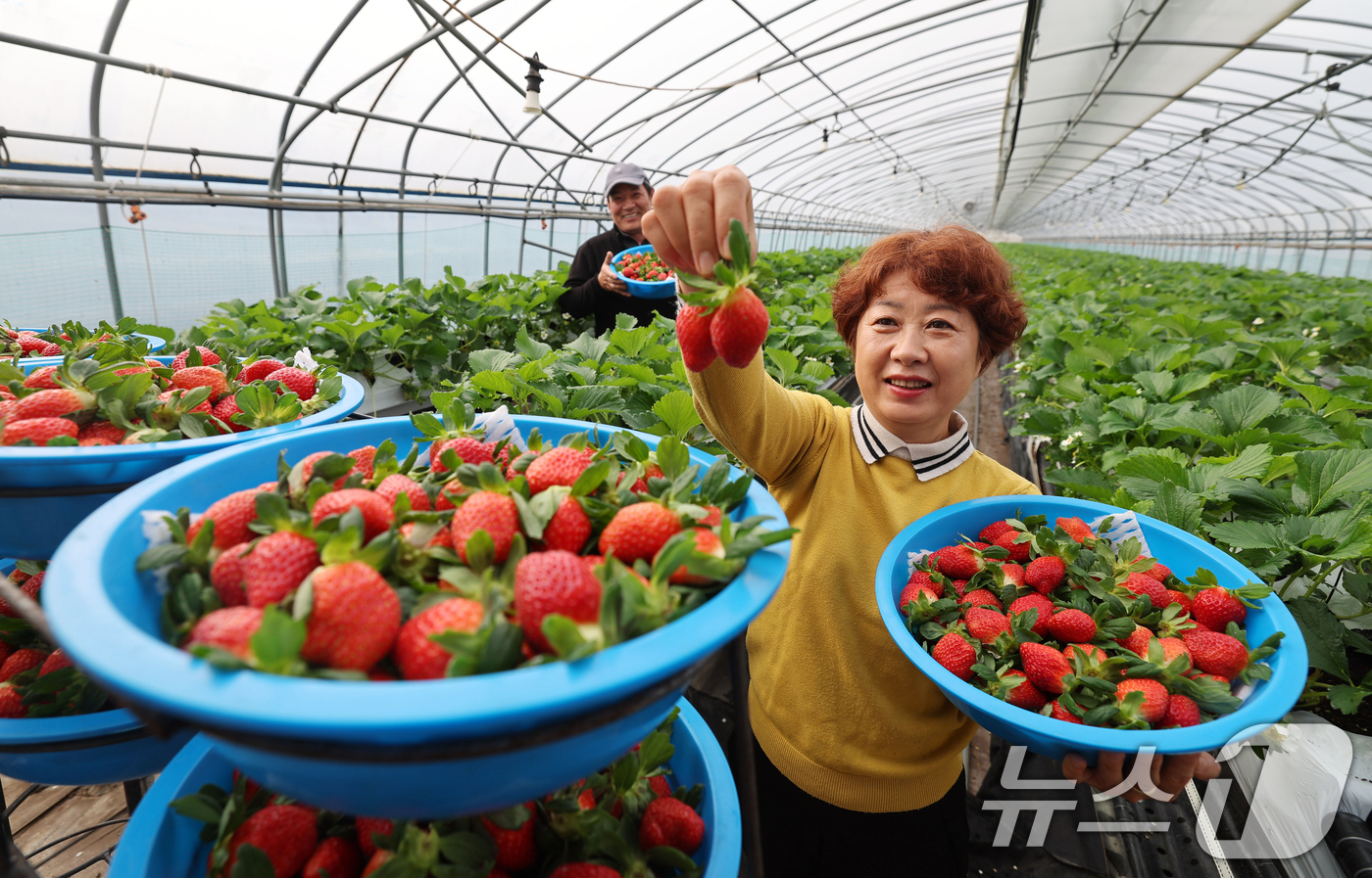 (서울=뉴스1) 송원영 기자 = 절기상 소설(小雪)을 닷새 앞둔 17일 경남 함양군 지곡면 지리산명인딸기 하우스에서 이감성 씨 부부가 첫 수확한 '설향' 딸기를 선보이고 있다. ( …