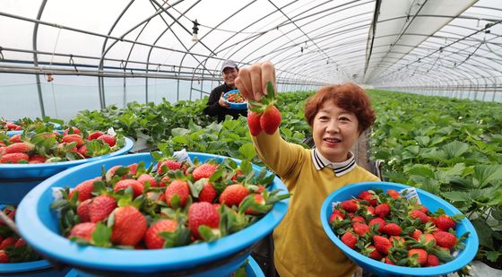 첫 수확한 '설향' 딸기 드세요