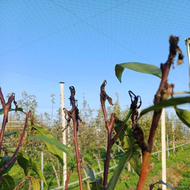 충남도농기원, 겨울철 복숭아순나방 평년 대비 23%↑