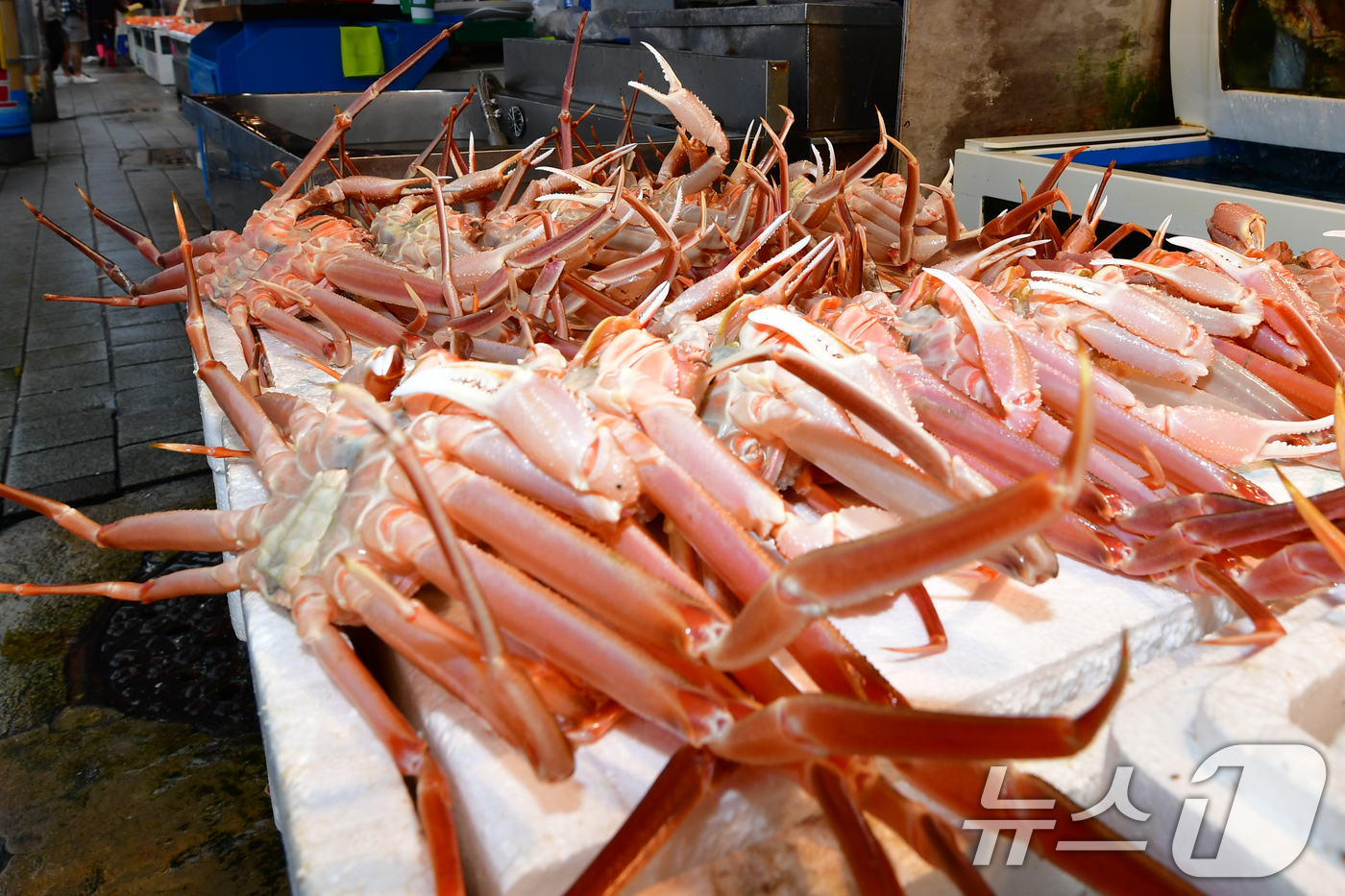 (포항=뉴스1) 최창호 기자 = 17일 경북 포항시 죽도어시장에서 제철을 맞은 대게들이 판매대에 진열돼 있다. 2024.11.17/뉴스1