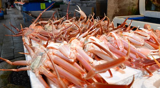 돌아온 대게 계절