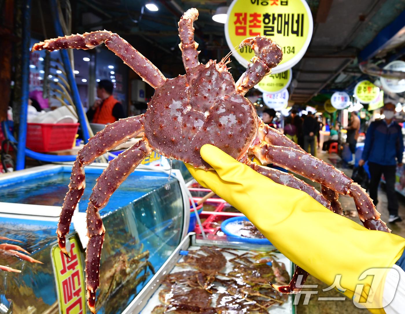 (포항=뉴스1) 최창호 기자 = 17일 경북 포항시 죽도어시장에서 상인이 킹크랩을 들어보이고 있다. 2024.11.17/뉴스1