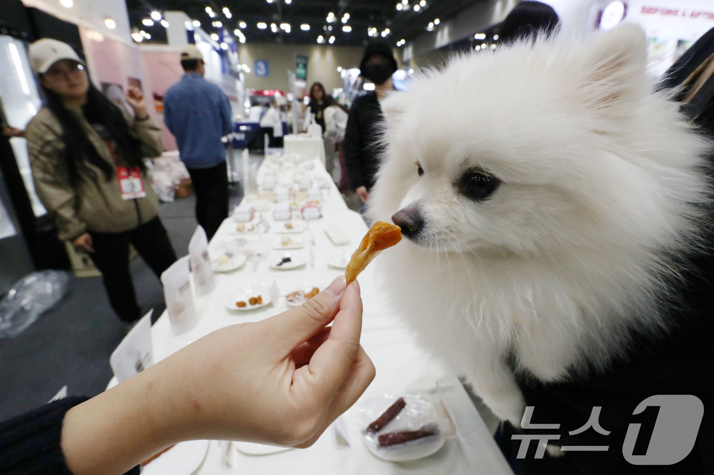 (고양=뉴스1) 박세연 기자 = 17일 경기도 고양시 킨텍스에서 열린 2024 메가주 일산을 찾은 반려견이 간식을 맛보고 있다.반려동물과 반려인을 위한 최대규모 펫페어인 이번행사는 …