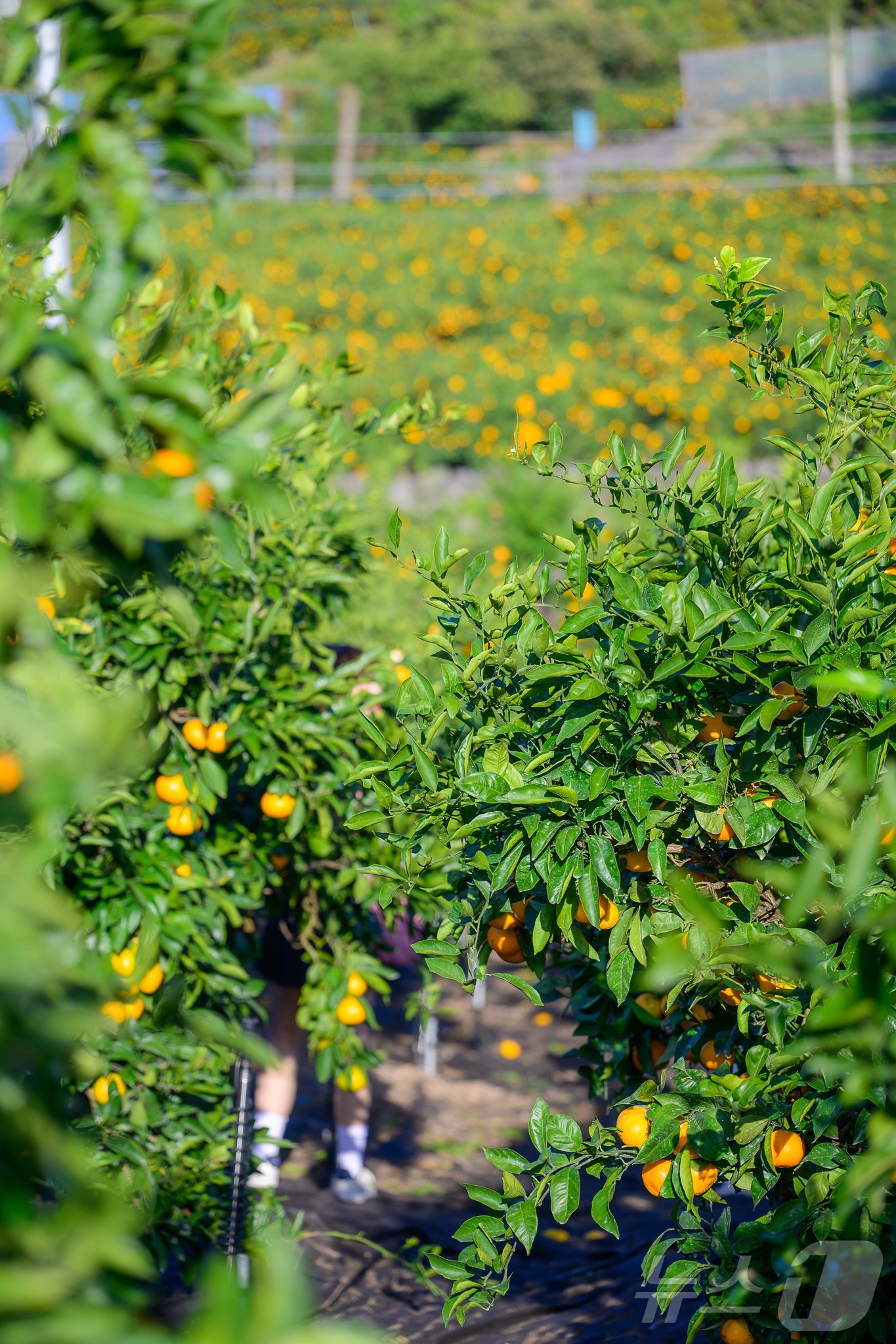 본문 이미지 - 제주의 한 귤밭. (농식품부 공동취재단)